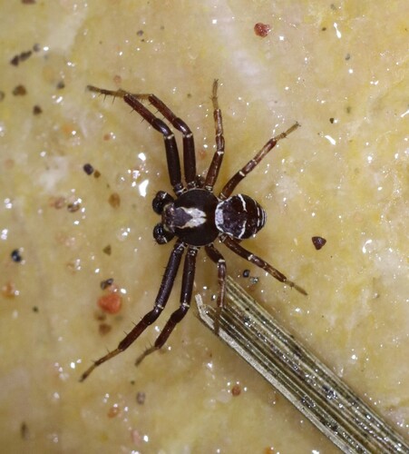 Xysticus winnipegensis
