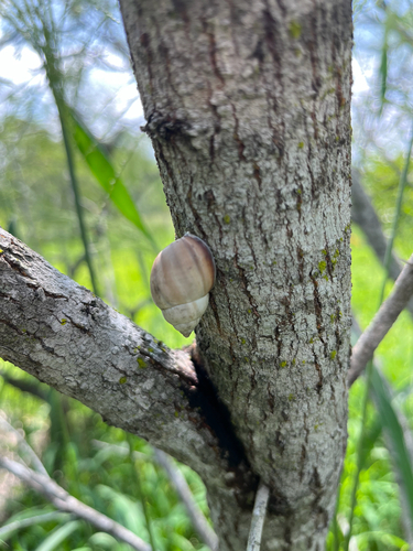 Striped Rabdotus Snail