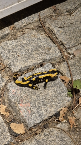 Fire Salamander
