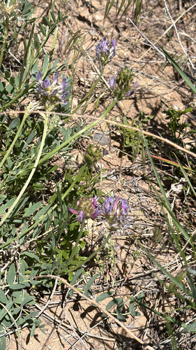 Laxmann's Milkvetch