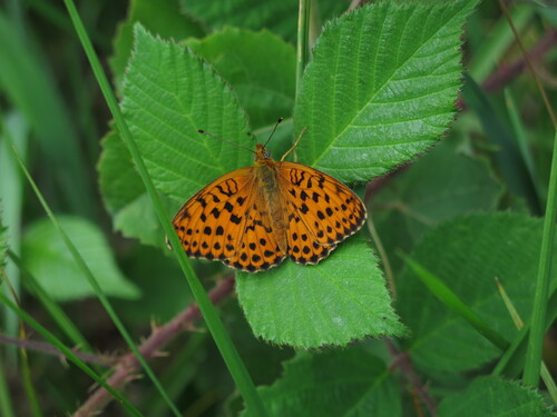 Marbled Fritillary