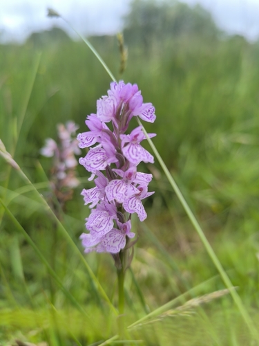 heath spotted orchid