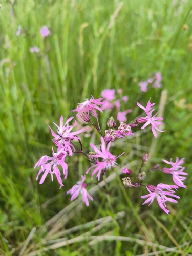 ragged-robin
