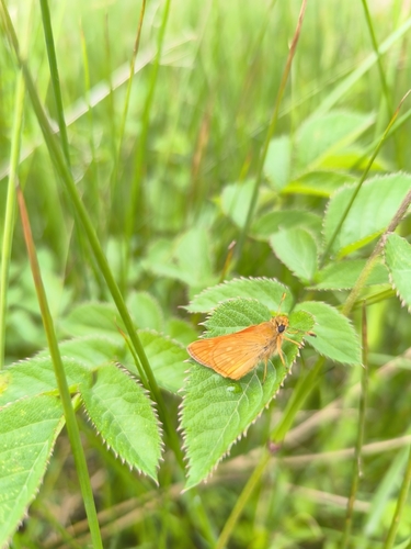 Large Skipper