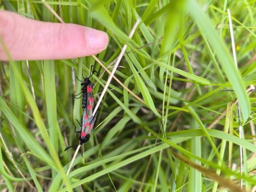 Five-spot Burnet