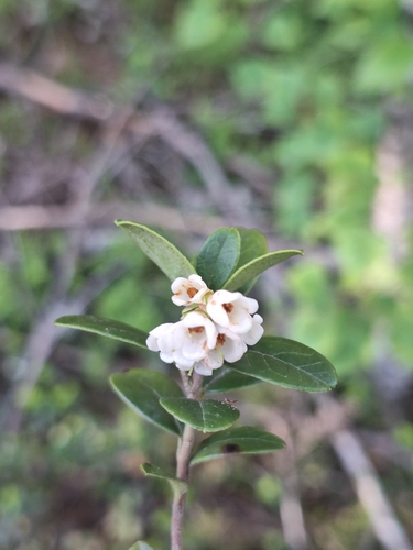 Lingonberry