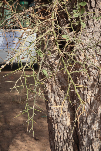 simple-thorned greenthorn