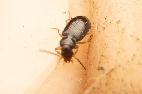 Small California Harp Ground Beetle