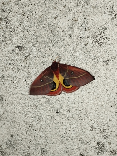 Automeris granulosa