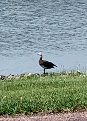 Snow Goose
