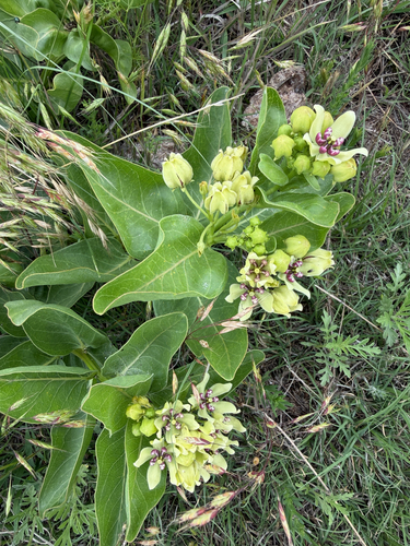 green antelopehorns