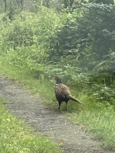 Ring-necked Pheasant