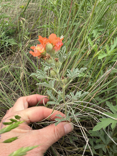 Scarlet Globemallow