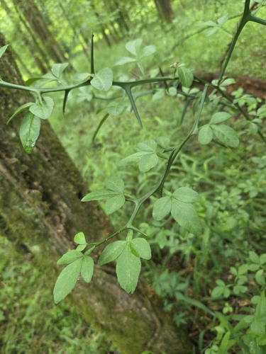 trifoliate orange