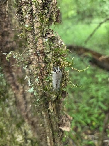 Banded Tussock Moth