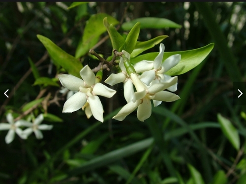 Randia moorei F.Muell. ex Benth.