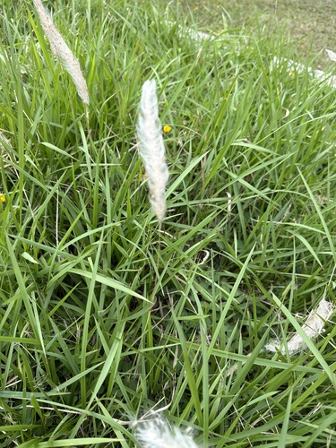 Cogon Grass