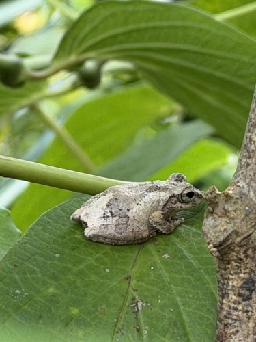 Temple Tree Frog