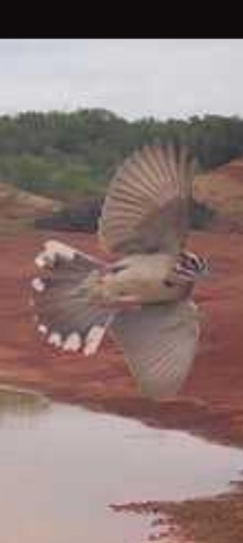 Lark Sparrow