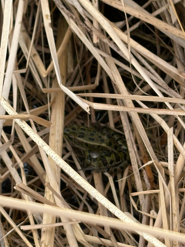 Northern Leopard Frog