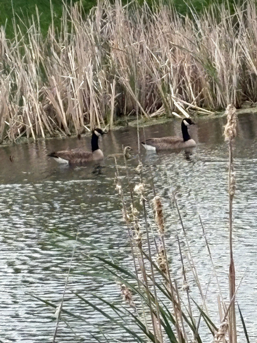 Canada Goose