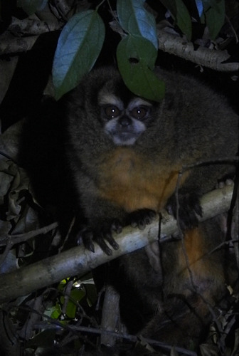 Colombian Night Monkey