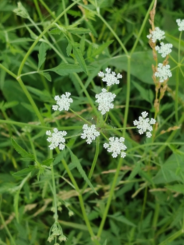 common hedge parsley