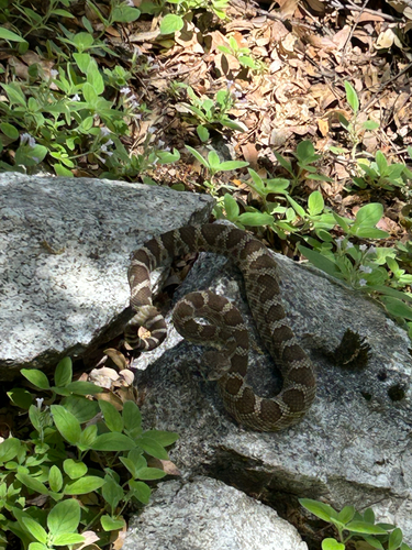 iNaturalist observation photo of Northern Pacific Rattlesnake
