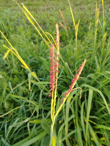eastern gamagrass
