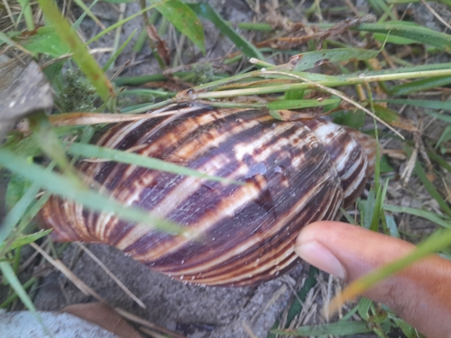 Giant Blonde Snail