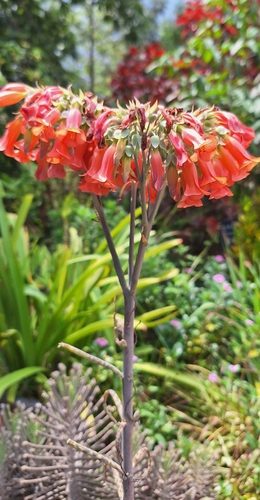 Mother of Millions
