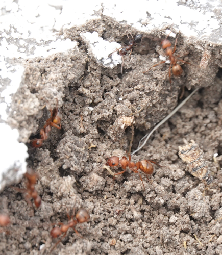 Formica curiosaFormica curiosa