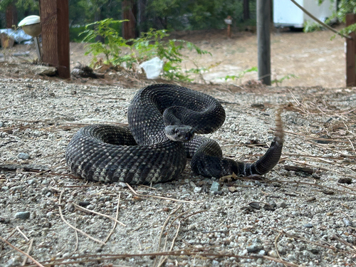 iNaturalist observation photo of Southern Pacific Rattlesnake
