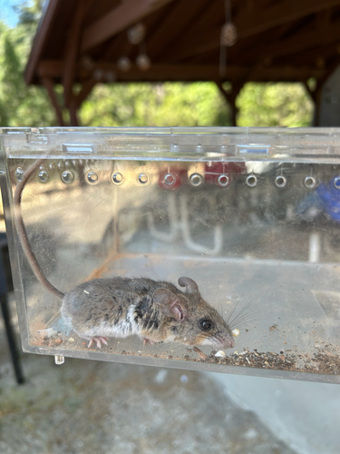 iNaturalist observation photo of Brush Deermouse