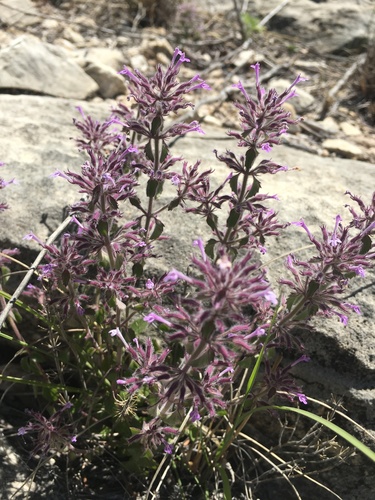 Hedeoma costata var. pulchella