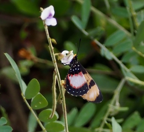 Broad-bordered Acraea