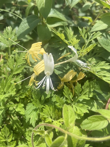Japanese honeysuckle
