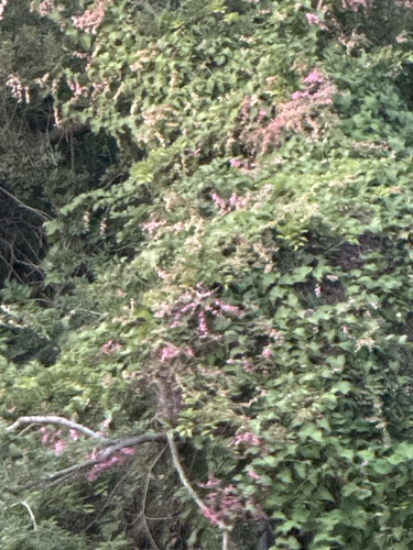 Coral Vine
