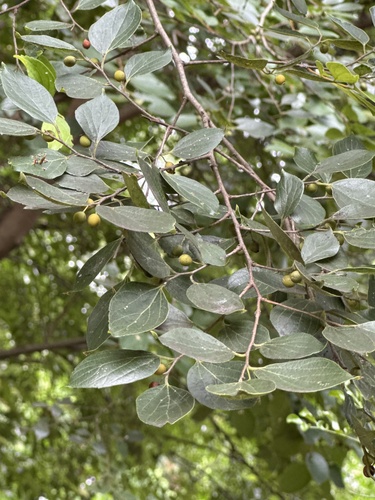 Chinese Hackberry