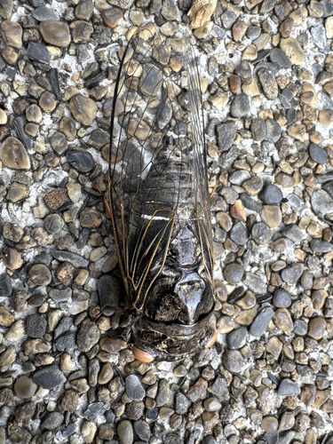 Cryptotympana takasagona