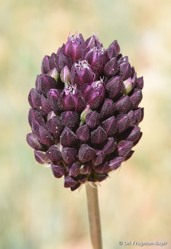 Purple-flowered Garlic
