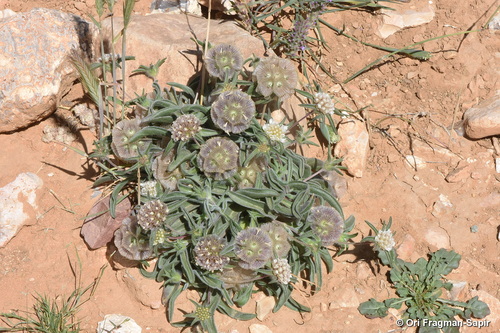 Lomelosia porphyroneura