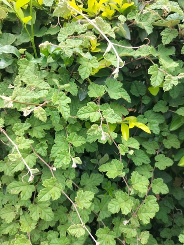 Vitis ficifolia