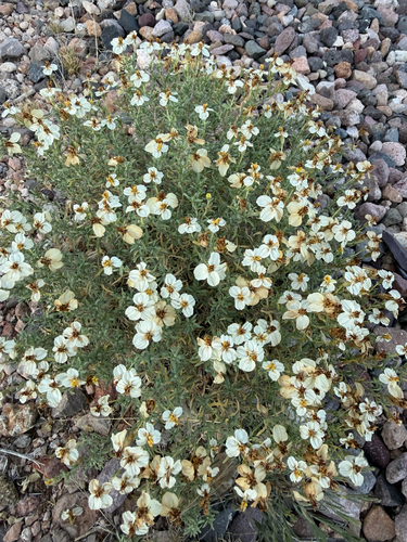 desert zinnia