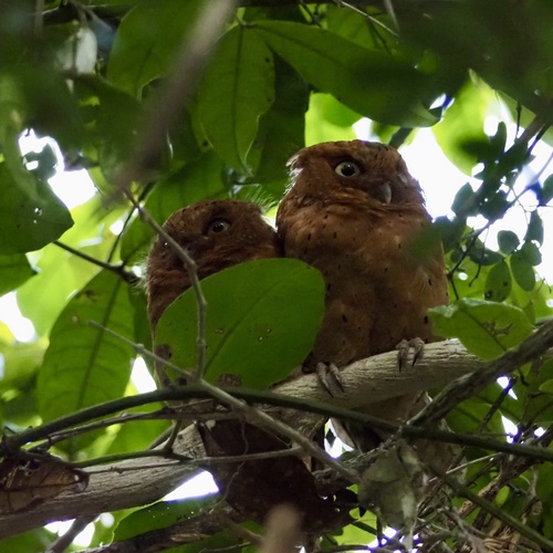 Sokoke Scops-Owl