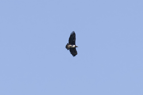 Martial Eagle
