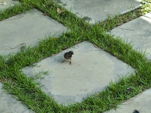 Eurasian Tree Sparrow