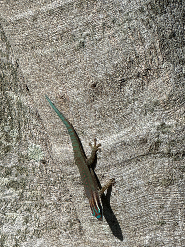 Ornate Day Gecko