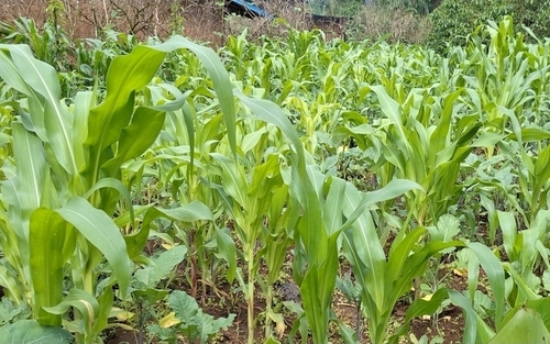 Maize