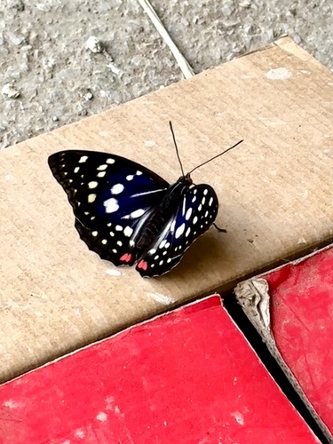 Great Purple Emperor